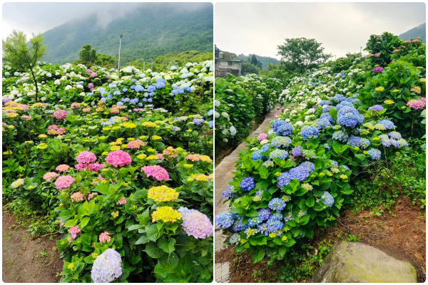 ▲高家繡球花田第二園區。（圖／翻攝自高家繡球花田）