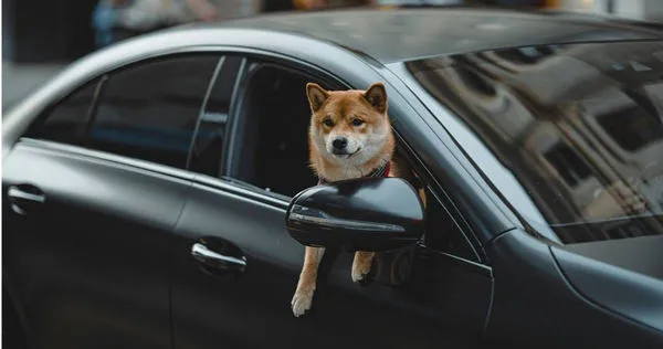 將犬貓獨留於車內，以及在車輛行駛途中，開窗讓寵物探頭吹風，都可能被開罰。（示意圖／unsplash）