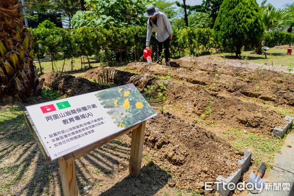 ▲▼ 阿里山油菊種苗 。（圖／記者翁伊森攝）