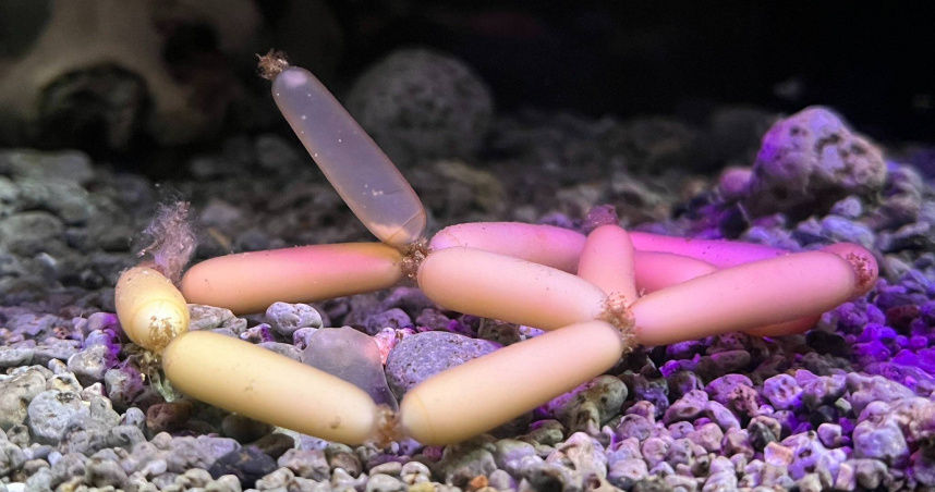 日本水族館驚現「深海小香腸」　飼養員揭真相：是罕見魚卵