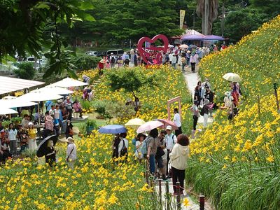 免赴花東「彰化最美金針花海」要來了　猜第一朵何時開贈限量禮包