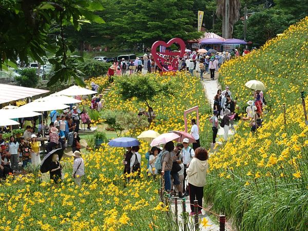 ▲虎山巖金針花海大綻放賞花遊客絡繹不絕。（圖／攝影師米諾斯提供）