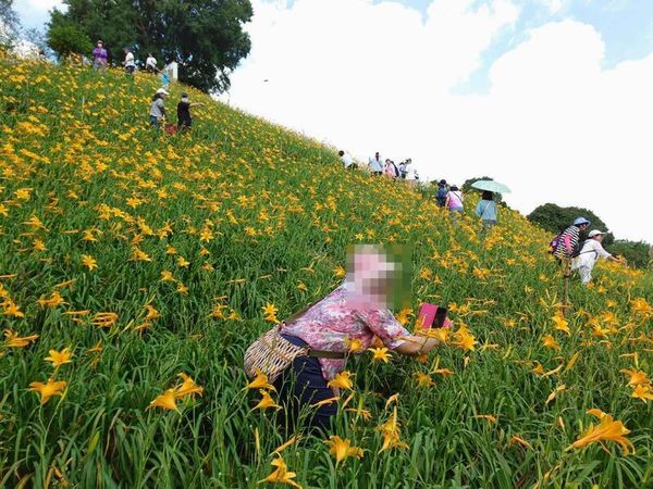 ▲虎山巖金針花海大綻放賞花遊客絡繹不絕。（圖／攝影師米諾斯提供）