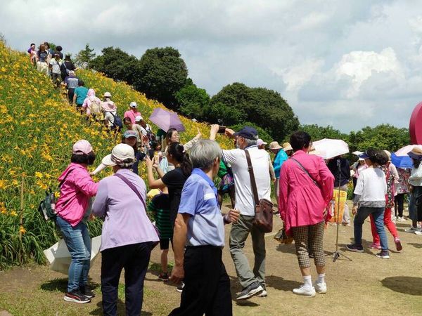 ▲欣賞金針花海遊客絡繹不絕。（圖／攝影師米諾斯提供）
