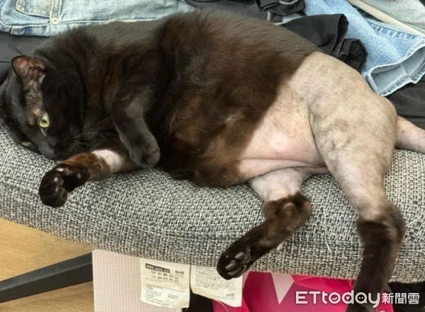 ▲黑貓動手術「被強制脫短褲」露肥肚　下半身變光溜溜白斬雞。（圖／Threads@szu.y.c）