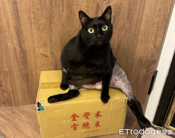 ▲黑貓動手術「被強制脫短褲」露肥肚　下半身變光溜溜白斬雞。（圖／Threads@szu.y.c）