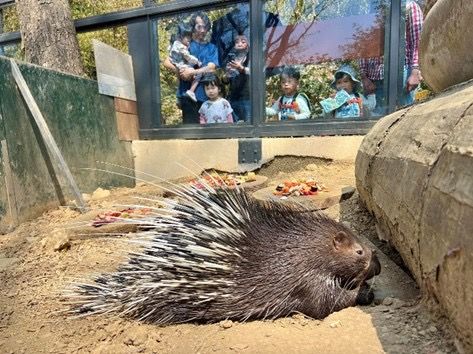 ▲▼ 壽山動物園遮蔭不足熱爆如烤箱！　動物「曝曬進食」挨轟不人道。（圖／記者賴文萱翻攝）
