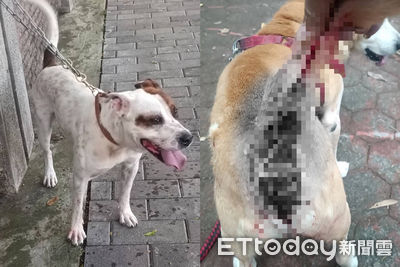 混種比特犬兩度撕咬!台中愛心爸+15歲阿財渾身傷 飼主疑落跑