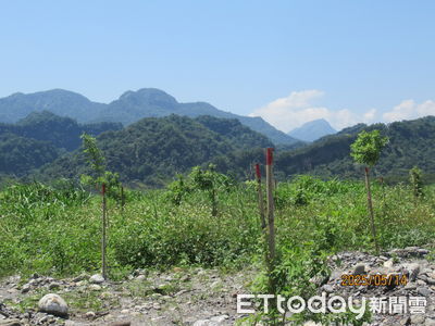 林業署520百人淨溪植樹　打造濁水溪集鹿大橋河灘地生態樂園