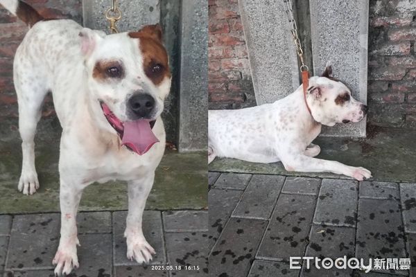 ▲混種比特犬「二度撕咬」人狗傷　飼主找不到。（圖／王先生提供）