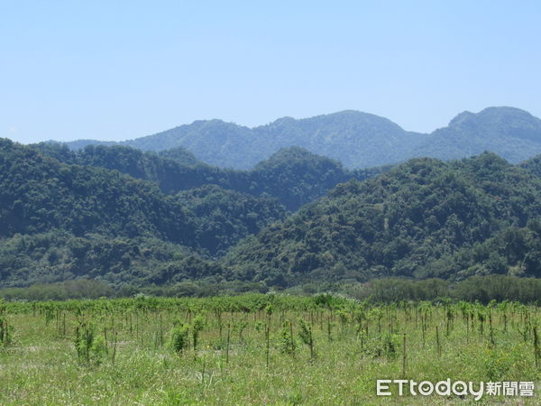 ▲濁水溪集鹿大橋上游河灘地造林地現況。（圖／林業保育署南投分署提供）
