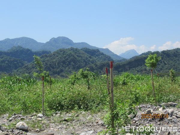 ▲濁水溪集鹿大橋上游河灘地造林地復育現況-黃荊。（圖／林業保育署南投分署提供）