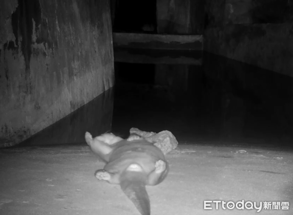 水獺露肚肚。（圖／網友蔡添丁提供）