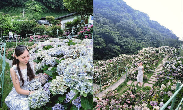 ▲▼全台Top 9繡球花景點。（圖／ReadyGo提供）