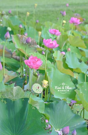▲▼后里環保公園花田綠廊-金針花向日葵盛開中，台中免費賞花秘境。（圖／部落客Nini and Blue 玩樂食記授權提供）