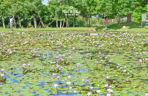 ▲▼后里環保公園花田綠廊-金針花向日葵盛開中，台中免費賞花秘境。（圖／部落客Nini and Blue 玩樂食記授權提供）