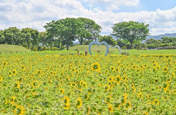 ▲▼后里環保公園花田綠廊-金針花向日葵盛開中，台中免費賞花秘境。（圖／部落客Nini and Blue 玩樂食記授權提供）