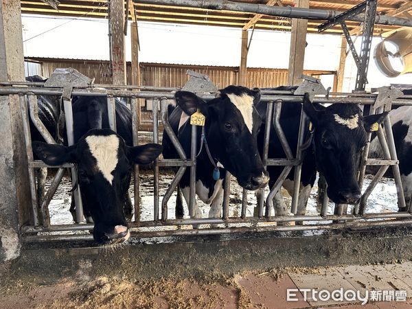 ▲▼本土小農鮮乳代表品牌「鮮乳坊」，透過AI智慧管理牧場和牛隻健康，並打造各種寵牛設備，生產出標榜比北海道更優質的鮮乳。（圖／記者林育綾攝）