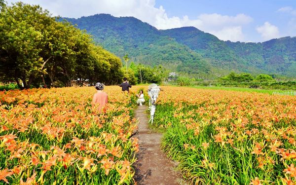 ▲▼日月潭金針花園區。（圖／部落客Mika授權提供）