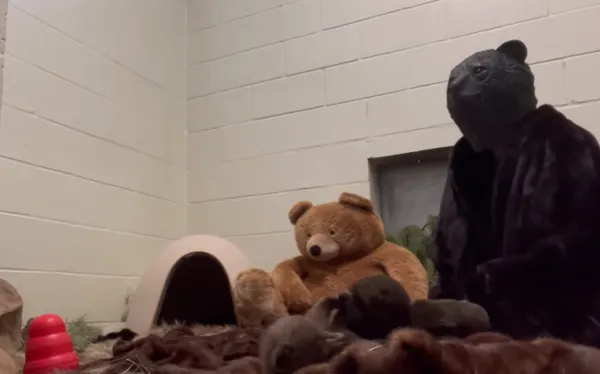 2個月大熊寶寶被熊媽拋棄　工作人員「穿特製熊偶裝」餵食照顧。（圖／翻攝自Facebook／San Diego Humane Society）