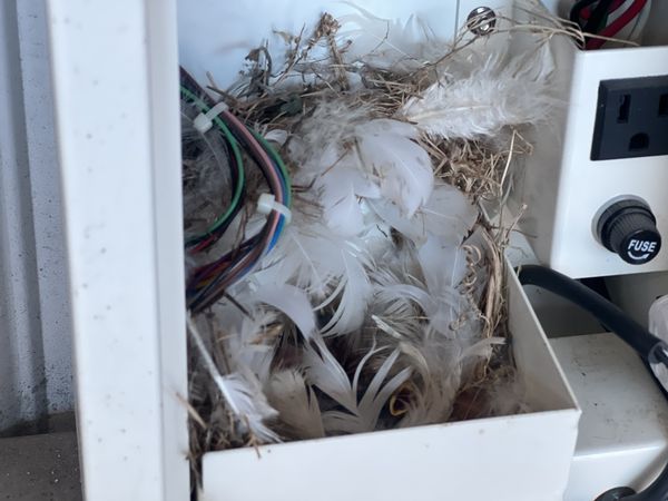 ▲麻雀夫妻將投幣機錢幣叼出築巢生下3隻小雛鳥。（圖／吳先生提供）