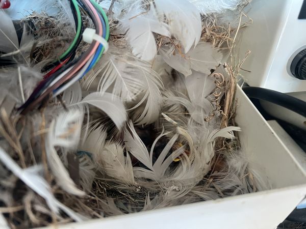 ▲麻雀夫妻將投幣機錢幣叼出築巢生下3隻小雛鳥。（圖／吳先生提供）