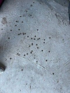 ▲麻雀夫妻將投幣機錢幣叼出築巢生下3隻小雛鳥。（圖／吳先生提供）