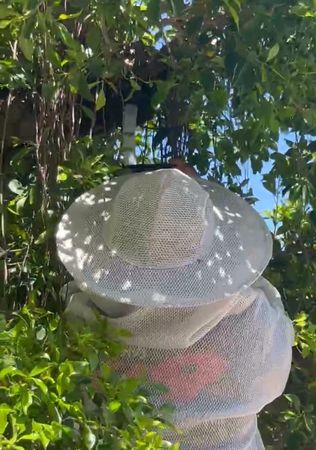 ▲密密麻麻的野蜂群聚在台南市安南區和順國中大樹上，宛如黑雲壓境，驚嚇全校師生。（鄭一名提供，下同）
