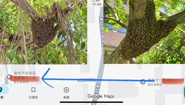 ▲密密麻麻的野蜂群聚在台南市安南區和順國中大樹上，宛如黑雲壓境，驚嚇全校師生。（鄭一名提供，下同）