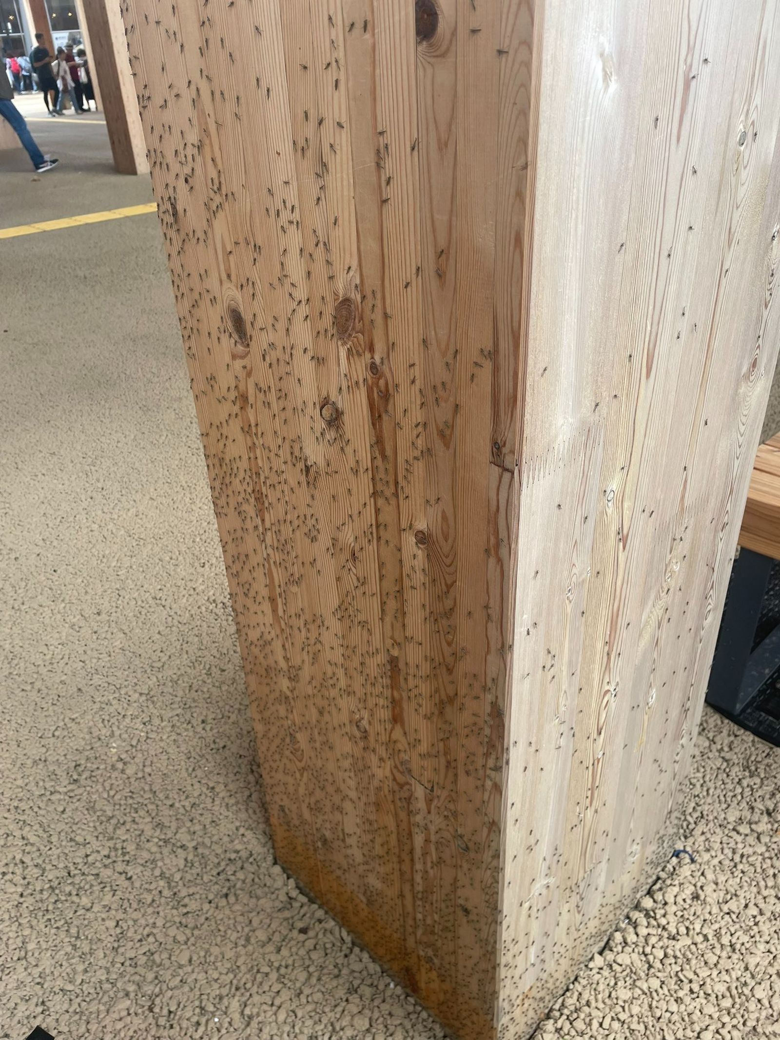 大阪萬博蟲害網路瘋傳！要噴殺蟲劑了　閉展達標2820萬人有困難