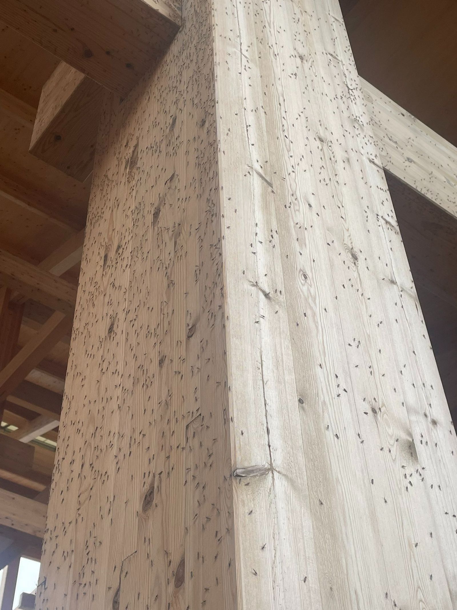 大阪萬博蟲害網路瘋傳！要噴殺蟲劑了　閉展達標2820萬人有困難