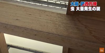 大阪萬博「蟲害畫面」瘋傳！要噴殺蟲劑了