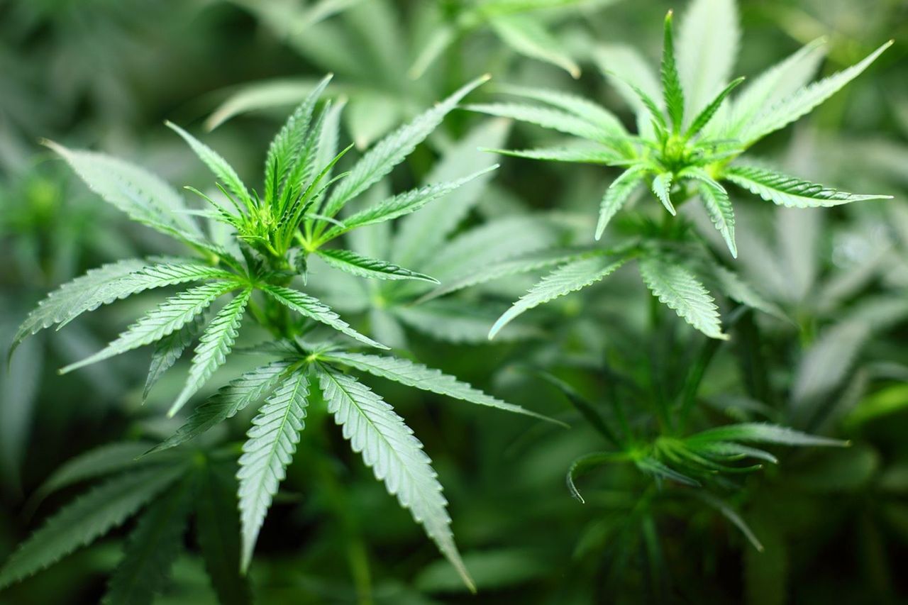 娛樂用掰掰？泰國擬限大麻為「醫療專用」　最快40天內上路