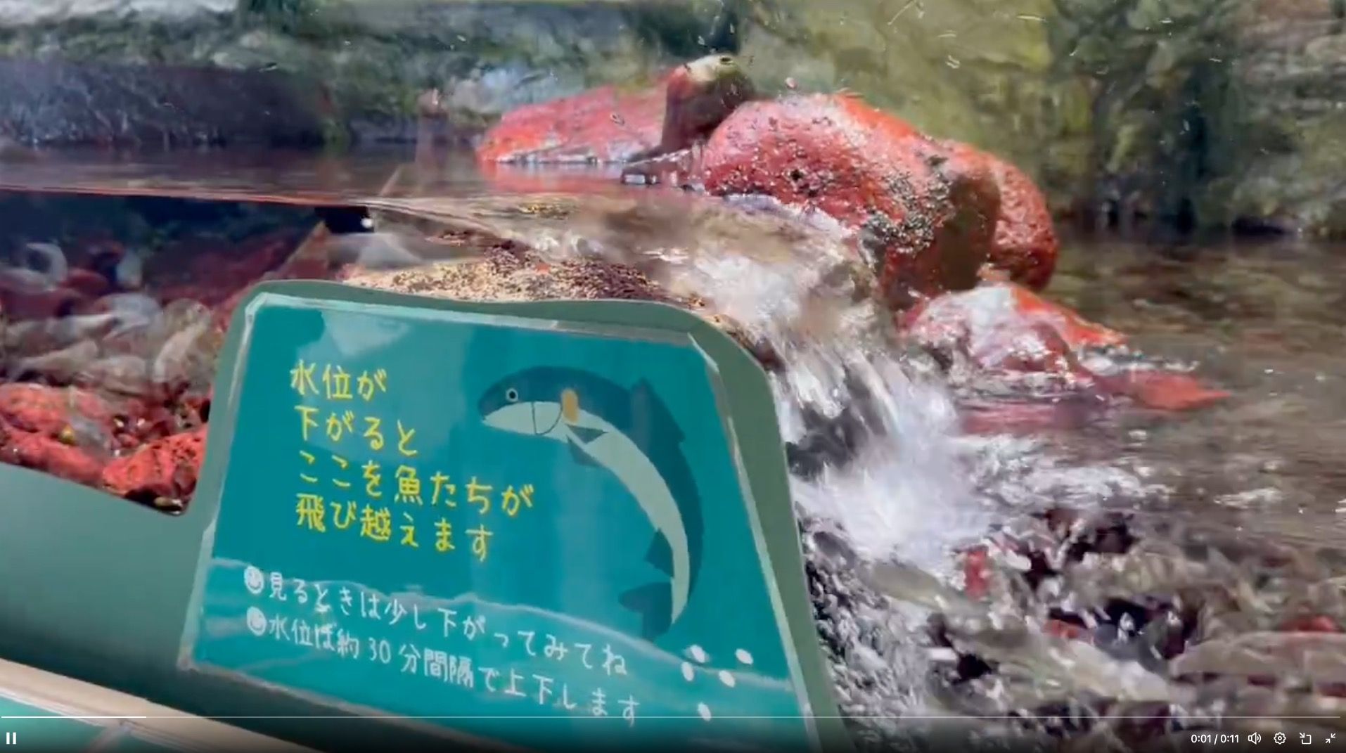 ▲▼日本兵庫縣姬路市水族館「逆流而上」設計網路爆紅。（圖／翻攝X／@T98ver2）