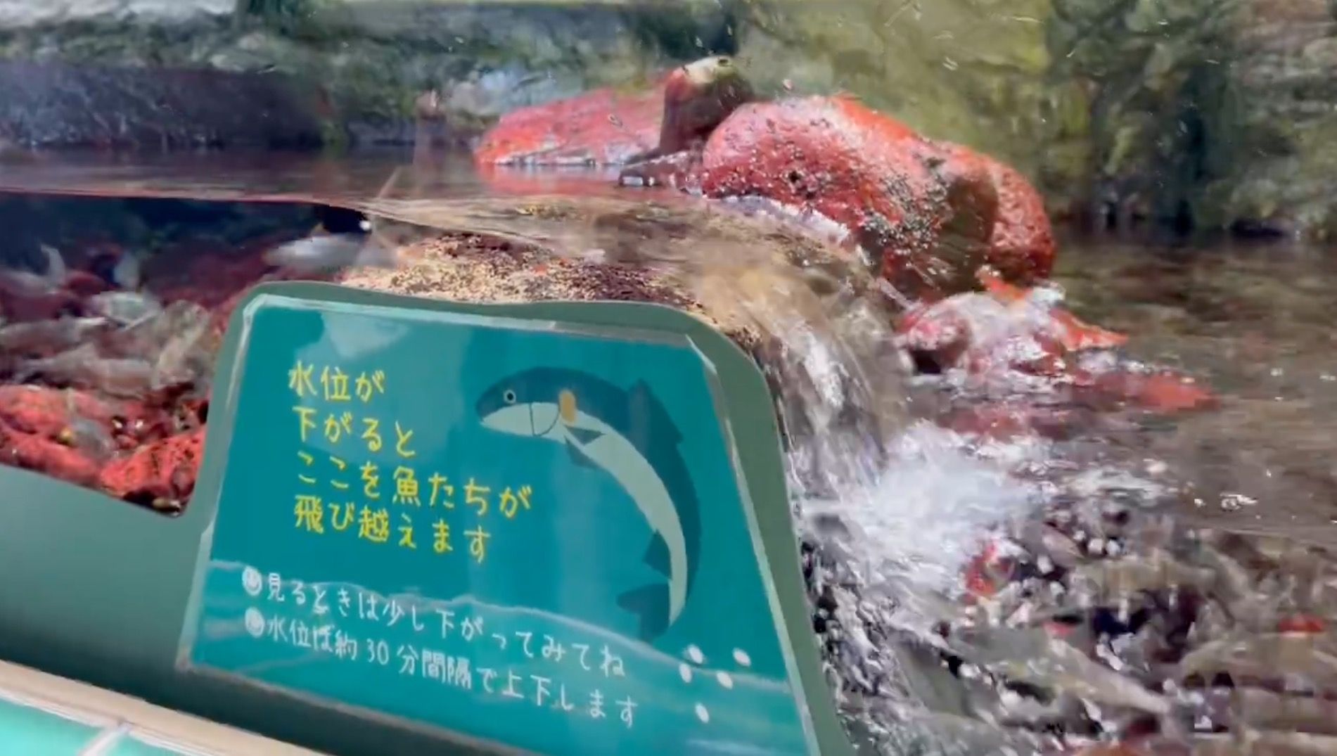 ▲▼日本兵庫縣姬路市水族館「逆流而上」設計網路爆紅。（圖／翻攝X／@T98ver2）