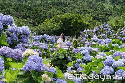 竹子湖繡球花季明開跑！2家花況先看