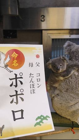 ▲（圖／翻攝自Ｘ／横浜市立金沢動物園【公式】@kanazawazoo317）