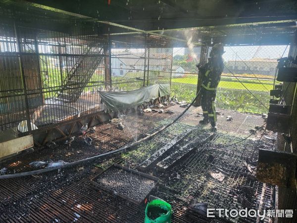 ▲▼后里一處鴿籠突大火，70隻鴿子慘死成「鳥仔巴」。（圖／民眾提供，下同）