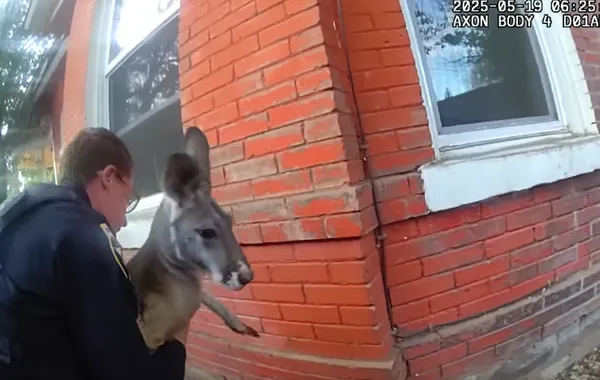 社區逃脫大師！爆紅袋鼠再度出現在街上　警察「抱緊處理」逮捕。（圖／翻攝自Facebook／Durango Police）