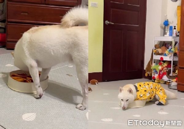▲。（圖／有點毛毛的/飼主何婉如提供）