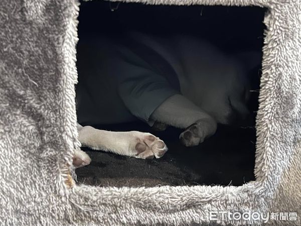 ▲。（圖／有點毛毛的/飼主何婉如提供）