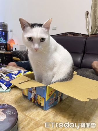 ▲。（圖／有點毛毛的/飼主何婉如提供）