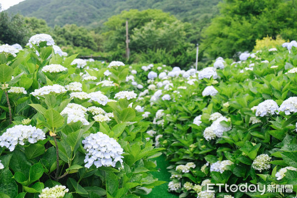 ▲竹子湖繡球花季明（23日）正式開跑，目前花開已達6-7左右,迎春匍花園,花與樹繡球花園。（圖／記者彭懷玉攝）