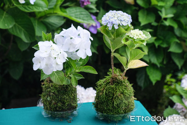 ▲竹子湖繡球花季明（23日）正式開跑，目前花開已達6-7左右,迎春匍花園,花與樹繡球花園。（圖／記者彭懷玉攝）