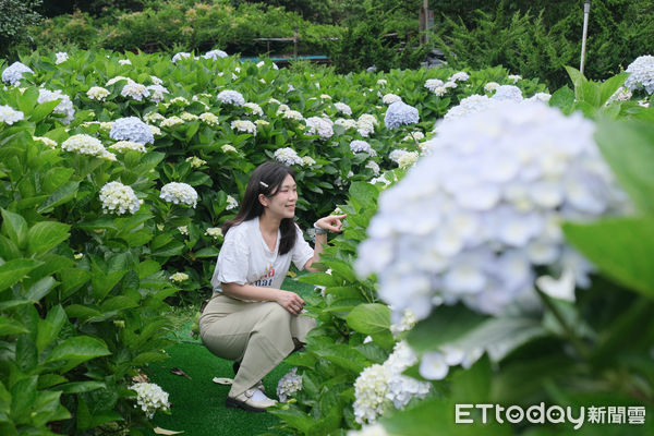 ▲竹子湖繡球花季明（23日）正式開跑，目前花開已達6-7左右,迎春匍花園,花與樹繡球花園。（圖／記者彭懷玉攝）