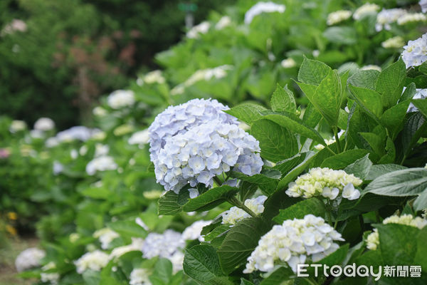 ▲竹子湖繡球花季明（23日）正式開跑，目前花開已達6-7左右,迎春匍花園,花與樹繡球花園。（圖／記者彭懷玉攝）
