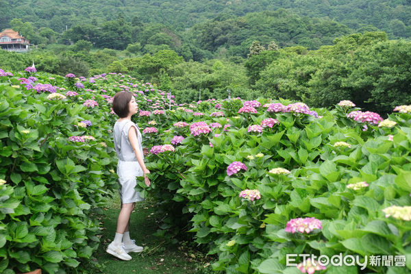 ▲竹子湖繡球花季明（23日）正式開跑，目前花開已達6-7左右,迎春匍花園,花與樹繡球花園。（圖／記者彭懷玉攝）