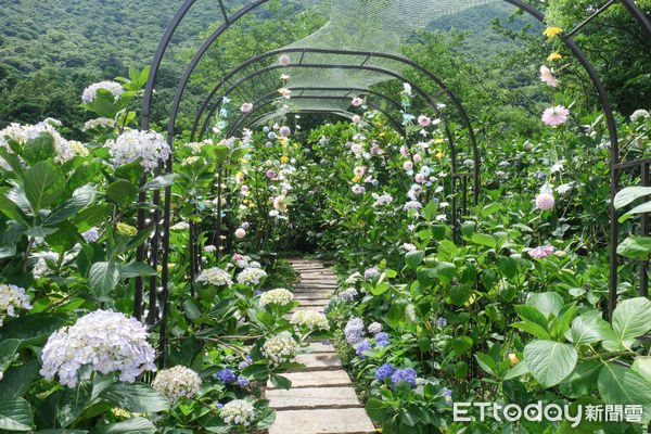 ▲竹子湖繡球花季明（23日）正式開跑，目前花開已達6-7左右,迎春匍花園,花與樹繡球花園。（圖／記者彭懷玉攝）