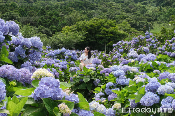 ▲竹子湖繡球花季明（23日）正式開跑，目前花開已達6-7左右,迎春匍花園,花與樹繡球花園。（圖／記者彭懷玉攝）