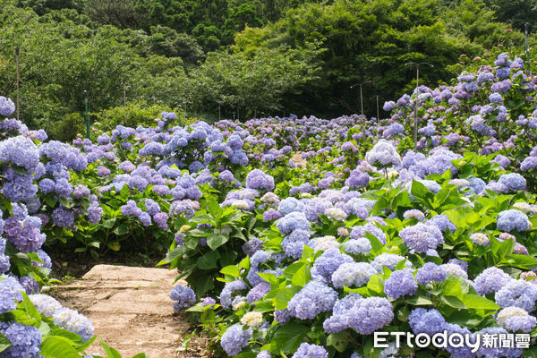▲竹子湖繡球花季明（23日）正式開跑，目前花開已達6-7左右,迎春匍花園,花與樹繡球花園。（圖／記者彭懷玉攝）